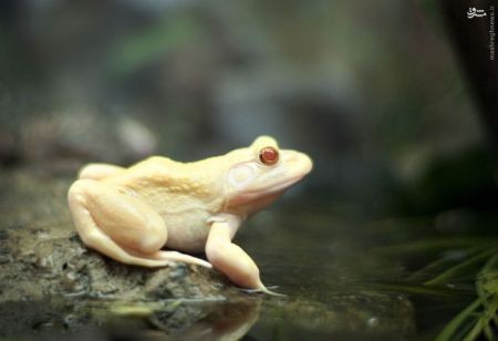 اخبارگوناگون,خبرهای گوناگون, مشکل ژنتیکی زالی