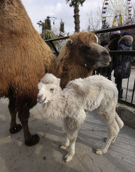 اخبارگوناگون,خبرهای گوناگون, مشکل ژنتیکی زالی