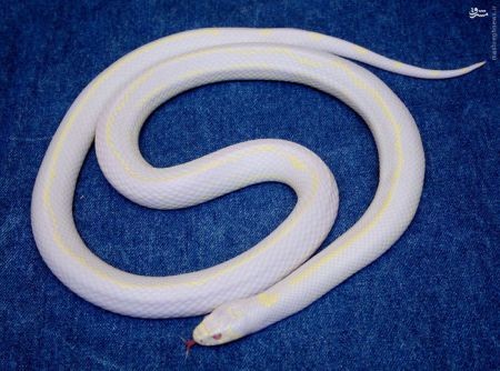 اخبارگوناگون,خبرهای گوناگون, مشکل ژنتیکی زالی