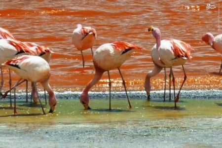 اخبارگوناگون,خبرهای گوناگون,عجیب‌ترین دریاچه‌ها