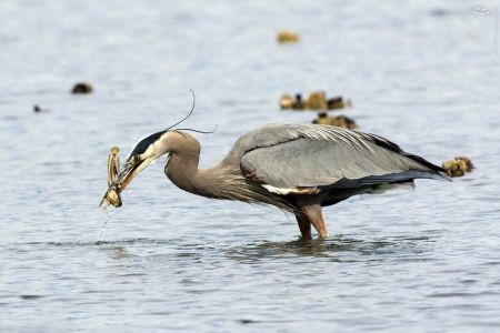 اخبارگوناگون,خبرهای گوناگون,حیات وحش