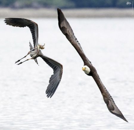 اخبارگوناگون,خبرهای گوناگون,حیات وحش