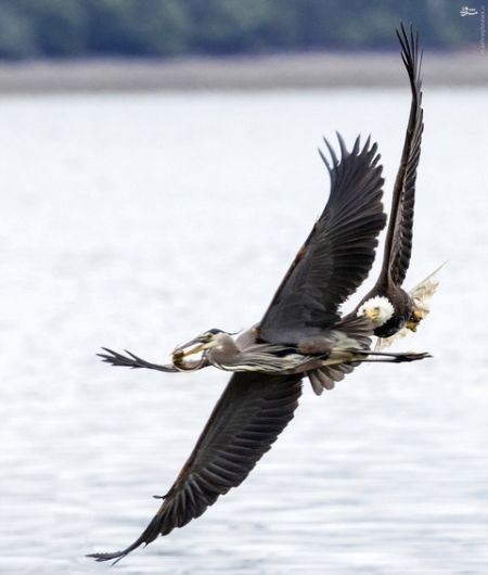 اخبارگوناگون,خبرهای گوناگون,حیات وحش