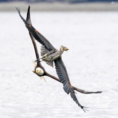 اخبارگوناگون,خبرهای گوناگون,حیات وحش