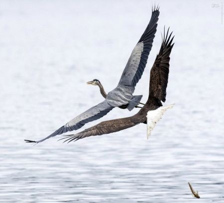 اخبارگوناگون,خبرهای گوناگون,حیات وحش