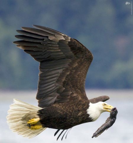 اخبارگوناگون,خبرهای گوناگون,حیات وحش