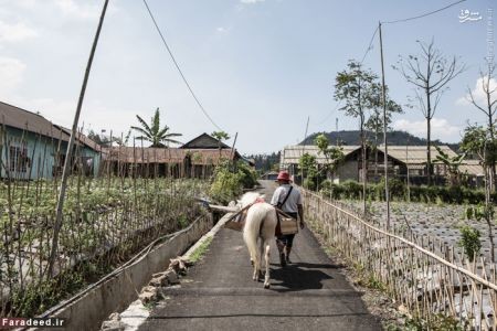 اخبارگوناگون,خبرهای گوناگون,کتاب خانه سیار