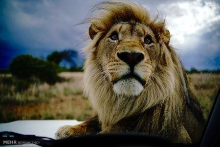 اخبارگوناگون,خبرهای گوناگون,شیر