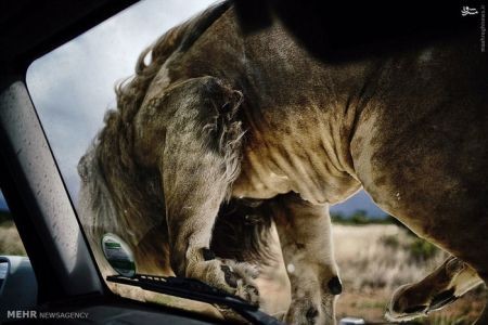 اخبارگوناگون,خبرهای گوناگون,شیر