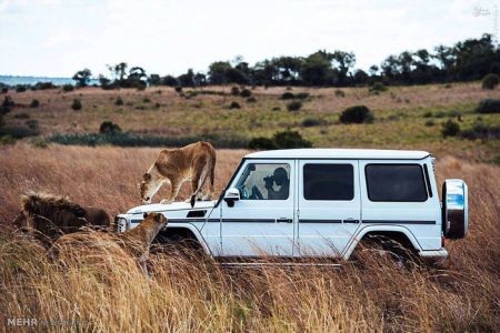 اخبارگوناگون,خبرهای گوناگون,شیر