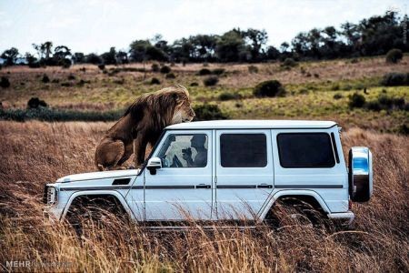 اخبارگوناگون,خبرهای گوناگون,شیر