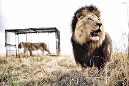 اخبارگوناگون,خبرهای گوناگون,شیر