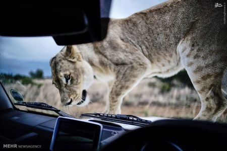 اخبارگوناگون,خبرهای گوناگون,شیر