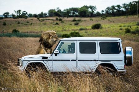 اخبارگوناگون,خبرهای گوناگون,شیر