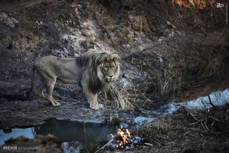 اخبارگوناگون,خبرهای گوناگون,شیر