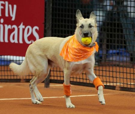 اخبارگوناگون,خبرهای گوناگون,سگ