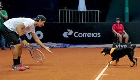 اخبارگوناگون,خبرهای گوناگون,سگ