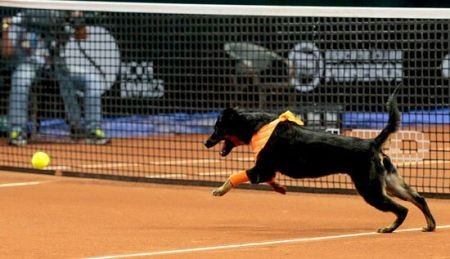 اخبارگوناگون,خبرهای گوناگون,سگ