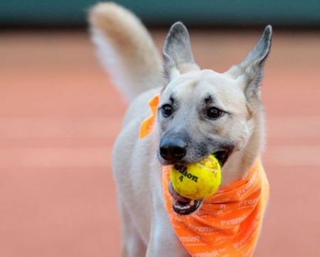 اخبارگوناگون,خبرهای گوناگون,سگ