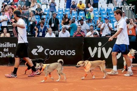 اخبارگوناگون,خبرهای گوناگون,سگ