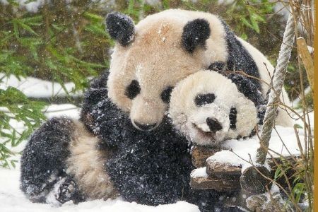 اخبارگوناگون,خبرهای گوناگون,حیات وحش