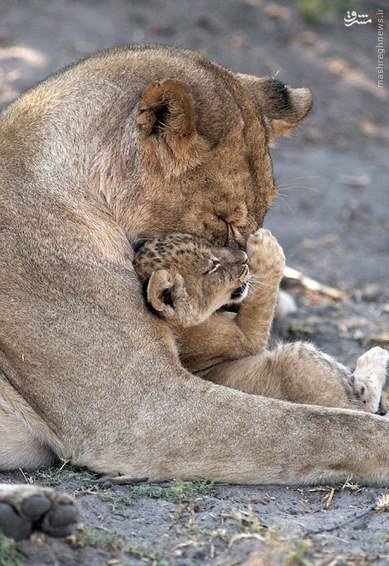 اخبارگوناگون,خبرهای گوناگون,حیات وحش