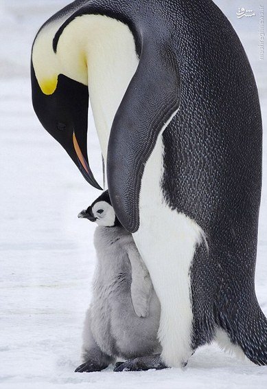 اخبارگوناگون,خبرهای گوناگون,حیات وحش