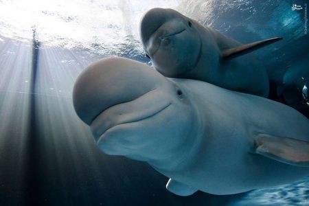 اخبارگوناگون,خبرهای گوناگون,حیات وحش