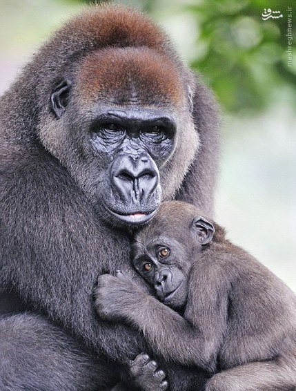 اخبارگوناگون,خبرهای گوناگون,حیات وحش