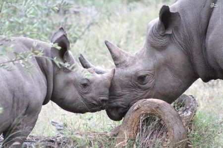 اخبارگوناگون,خبرهای گوناگون,حیات وحش