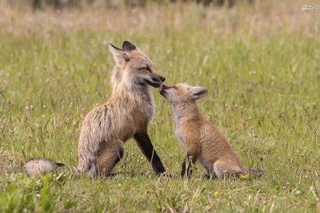 اخبارگوناگون,خبرهای گوناگون,حیات وحش