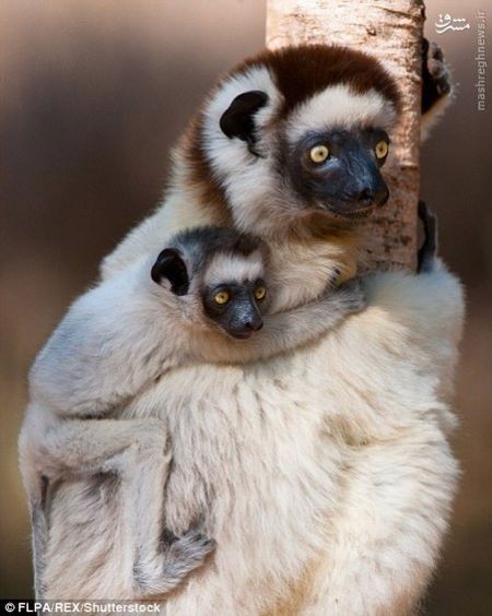 اخبارگوناگون,خبرهای گوناگون,حیات وحش