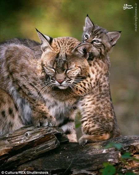 اخبارگوناگون,خبرهای گوناگون,حیات وحش