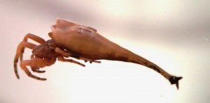 اخبارگوناگون,خبرهای گوناگون,عنکبوت