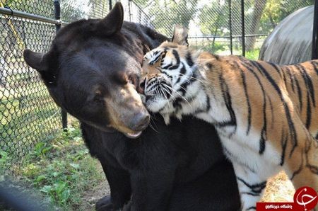 اخبارگوناگون,خبرهای گوناگون,دوستی حیوانات