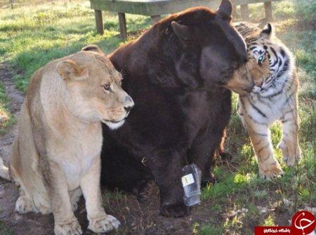 اخبارگوناگون,خبرهای گوناگون,دوستی حیوانات