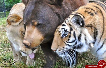 اخبارگوناگون,خبرهای گوناگون,دوستی حیوانات