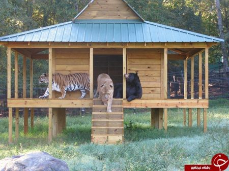 اخبارگوناگون,خبرهای گوناگون,دوستی حیوانات