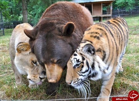 اخبارگوناگون,خبرهای گوناگون,دوستی حیوانات