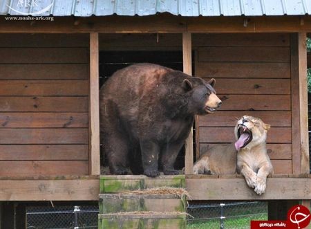 اخبارگوناگون,خبرهای گوناگون,دوستی حیوانات