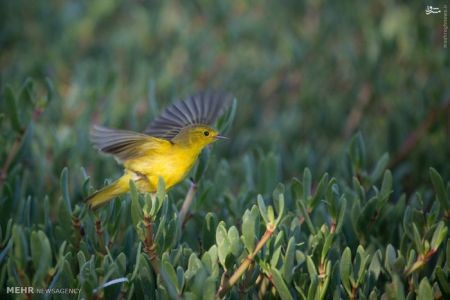 اخبارگوناگون,خبرهای گوناگون,جامائیکا