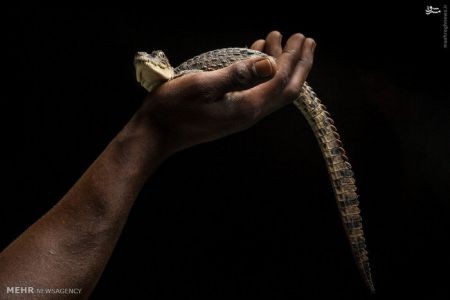 اخبارگوناگون,خبرهای گوناگون,جامائیکا