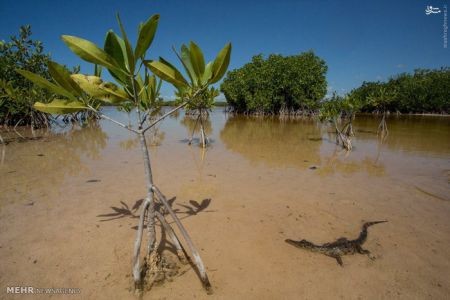اخبارگوناگون,خبرهای گوناگون,جامائیکا
