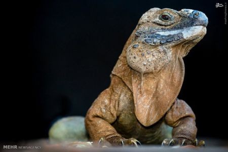 اخبارگوناگون,خبرهای گوناگون,جامائیکا