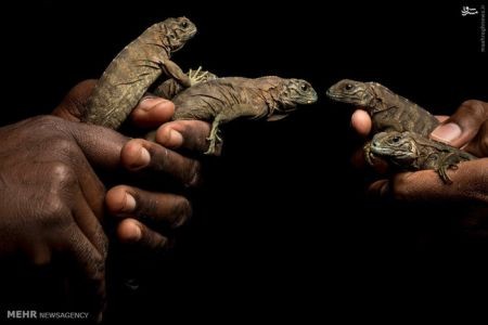 اخبارگوناگون,خبرهای گوناگون,جامائیکا