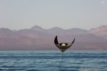 اخبارگوناگون,خبرهای گوناگون,زندگی دریایی