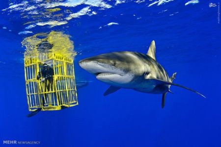 اخبارگوناگون,خبرهای گوناگون,زندگی دریایی