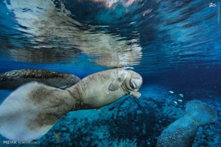 اخبارگوناگون,خبرهای گوناگون,زندگی دریایی