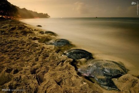 اخبارگوناگون,خبرهای گوناگون,زندگی دریایی