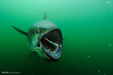 اخبارگوناگون,خبرهای گوناگون,زندگی دریایی